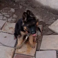 واگذاری سگ ژرمن|سگ|بم, |دیوار