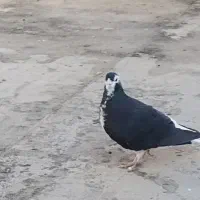 ساده سیاه ماده جلو بسته عروسک