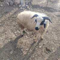 گوزو .نر|حیوانات مزرعه|شوط, |دیوار