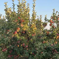 باغ میوه|فروش دفتر صنعتی، کشاورزی، تجاری|یاسوج, |دیوار