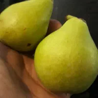 گلابی