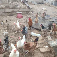 مرغ و خروس دیلگونی و لری اصل