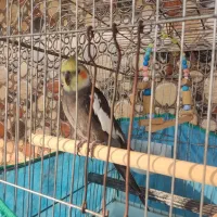 عروس هلندی نر سینامون سرحال|پرنده|ماسال, |دیوار