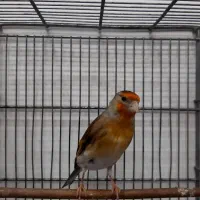 سهره قناری ماده سرخ ، جوان و زیبا