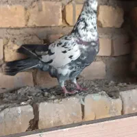 کفتر|پرنده|اردکان, |دیوار