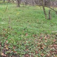 خونه سرا سورک