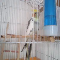 عروس هلندی نرسخن‌گو زیاد