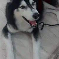 هاسکی برای واگزاری