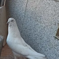 یک کفتر تهرانی