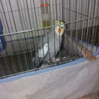 عروس هولندی