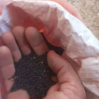 بذر‌کلزا‌