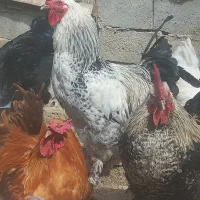 تخم مرغ برهما وخروس برهما