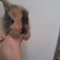 خرگوش لپ|موش و خرگوش|نجفآباد, صالح آباد|دیوار