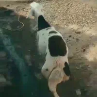 میش|حیوانات مزرعه|بیرانوند, |دیوار