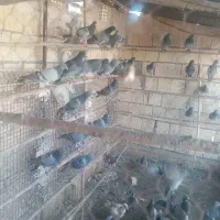 کفتر نوک گنده|پرنده|قم, آذر (نکویی)|دیوار