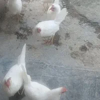 مرغ تخم گذار