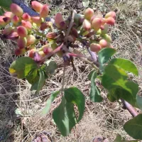 زمین-پسته-در-رباط-و-دشت-خبر