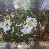 حلزون آلوبینو|خزنده|نجف‌آباد, طالقانی|دیوار