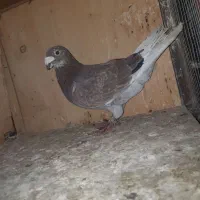 ۱۴ تا پرنده تبعیدی|پرنده|الوند, |دیوار