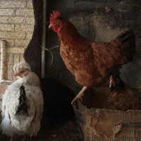 مرغ و خروس رسمی و گلین