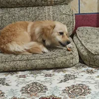 فروش سگ خانگی|سگ|لردگان, |دیوار