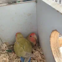 طوطی برزیلی جفت|پرنده|گلبهار, شهر جدید گلبهار|دیوار