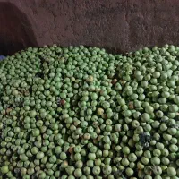 فروش فله ای سیب سبز