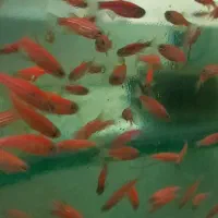 ماهی زبرا|ماهی|قزوین, |دیوار