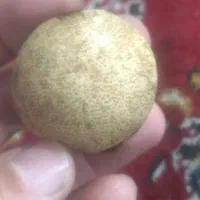 یک عدد مشک اصلی|لوازم جانبی حیوانات|قم, شاه سید علی|دیوار