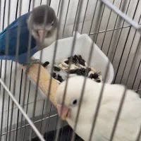 طوطی برزیلی|پرنده|نسیمشهر, |دیوار