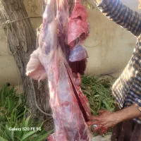 گوشت بره نر|خوردنی و آشامیدنی|هشتگرد, تهران دشت|دیوار