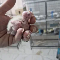 عروس هلندی سرلاکی