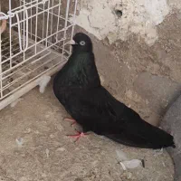 سیاه ماده چشم نوک سفیدقطعه دار