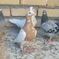 کارل میلمنز