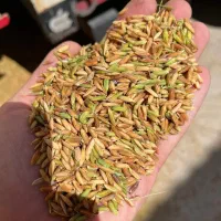 برنج عنبربو شوشتر تولکی به شرط پخت۱|خوردنی و آشامیدنی|شوشتر, |دیوار