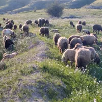 بره|حیوانات مزرعه|وحدتیه, |دیوار
