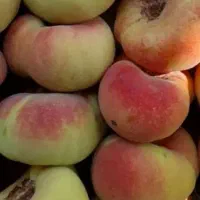 شلیل وهلو انجیری و آلوسیاه ازباغ اهروالو ریز