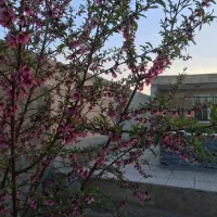 فروش باغ میقان