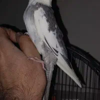 عروس هلندی دونخور|پرنده|تهران, اسکندری|دیوار