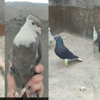 کبوتر زاغدمسفید کاکلی و کلاغ هفت رنگ مخملی کاکلی