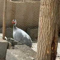 مرغ شاخدار