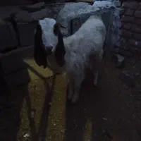 بز پاکستانی|حیوانات مزرعه|چترود, |دیوار