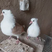 جوجه دوکت زرد خال دار (پشت دار)|پرنده|شهرضا, |دیوار