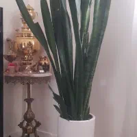 گیاه سامسونیا با گلدان سفالی سفید