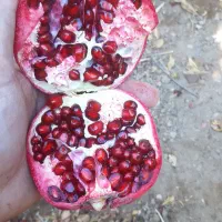 انار رباب دانه مشکی|خوردنی و آشامیدنی|خرامه, |دیوار