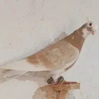30عدد کفتر درجه یک