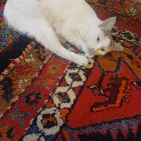 گربه ناز و مهربان