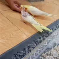 ۳عدد عروس هلندی