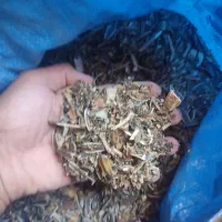 تخمه آفتابگردان برای انواع حیوانات گوسفندپرنده گاو