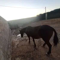 اسب|اسب و تجهیزات اسب‌سواری|نیمروز, |دیوار